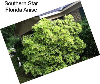 Southern Star Florida Anise