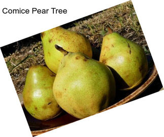 Comice Pear Tree