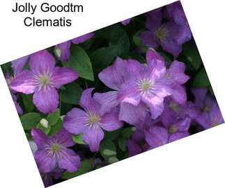 Jolly Goodtm Clematis