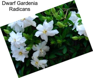 Dwarf Gardenia Radicans