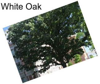 White Oak