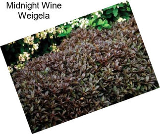 Midnight Wine Weigela