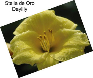 Stella de Oro Daylily