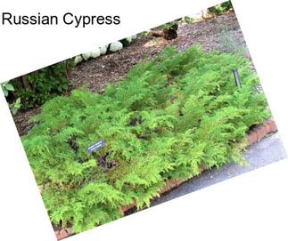 Russian Cypress