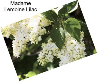 Madame Lemoine Lilac