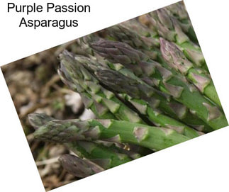 Purple Passion Asparagus