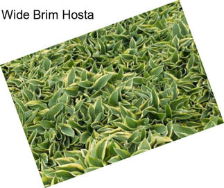 Wide Brim Hosta