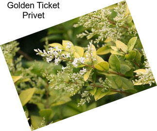 Golden Ticket Privet