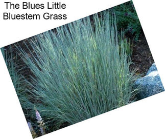 The Blues Little Bluestem Grass