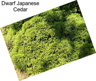 Dwarf Japanese Cedar