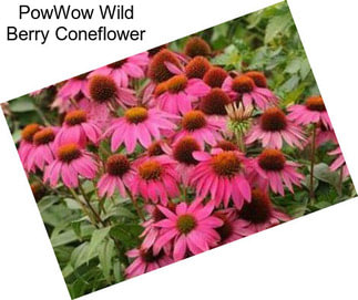 PowWow Wild Berry Coneflower