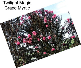 Twilight Magic Crape Myrtle