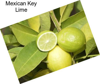 Mexican Key Lime