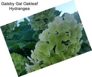 Gatsby Gal Oakleaf Hydrangea