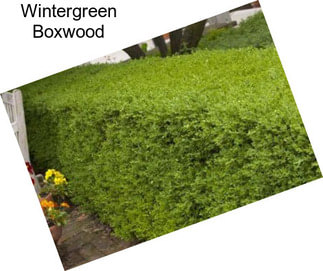 Wintergreen Boxwood