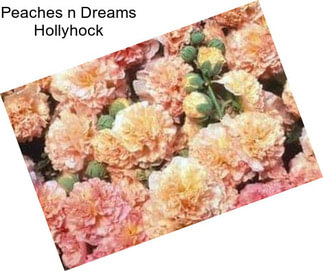 Peaches n Dreams Hollyhock