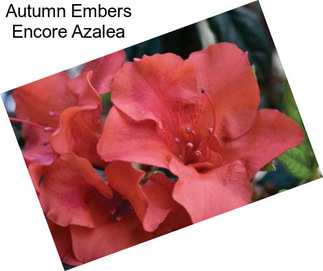 Autumn Embers Encore Azalea