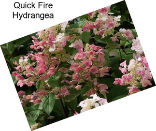 Quick Fire Hydrangea