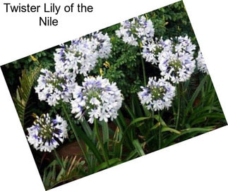 Twister Lily of the Nile