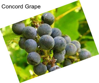 Concord Grape