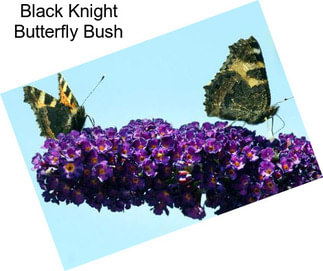 Black Knight Butterfly Bush