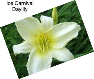 Ice Carnival Daylily
