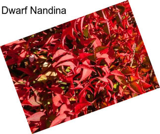 Dwarf Nandina