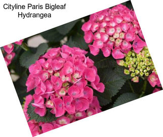 Cityline Paris Bigleaf Hydrangea