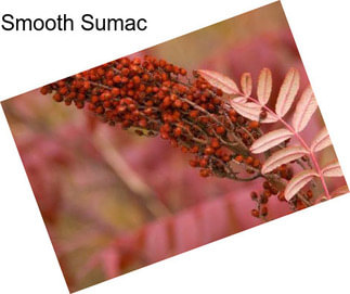 Smooth Sumac