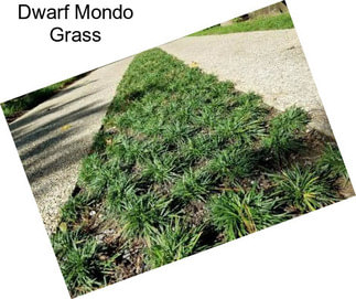 Dwarf Mondo Grass