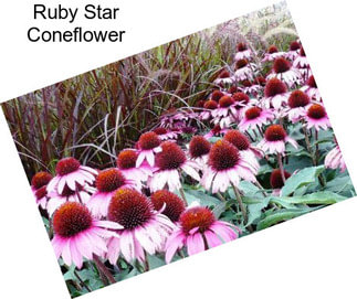 Ruby Star Coneflower