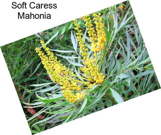 Soft Caress Mahonia