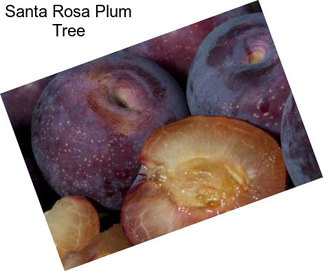 Santa Rosa Plum Tree