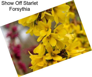 Show Off Starlet Forsythia