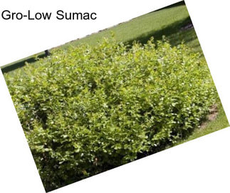 Gro-Low Sumac