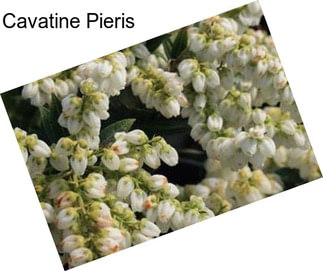 Cavatine Pieris