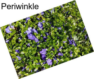 Periwinkle