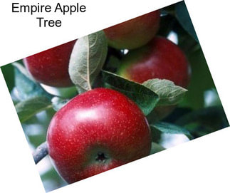 Empire Apple Tree