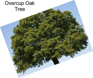 Overcup Oak Tree