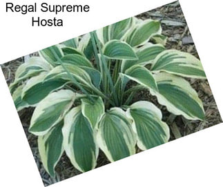 Regal Supreme Hosta