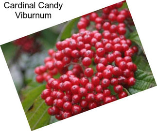 Cardinal Candy Viburnum