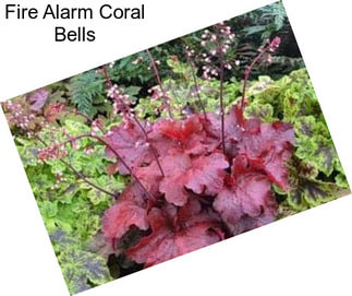 Fire Alarm Coral Bells
