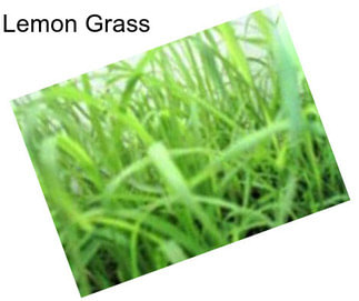 Lemon Grass