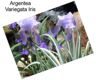 Argentea Variegata Iris