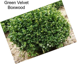 Green Velvet Boxwood