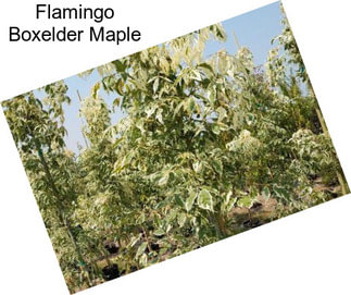 Flamingo Boxelder Maple