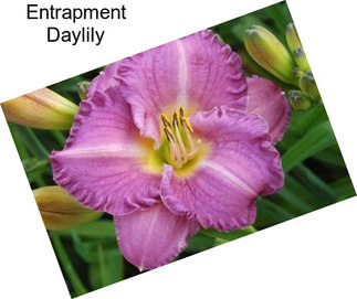 Entrapment Daylily