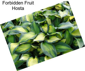 Forbidden Fruit Hosta