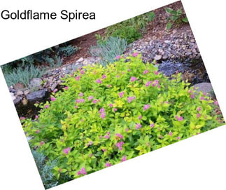 Goldflame Spirea