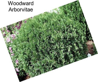 Woodward Arborvitae